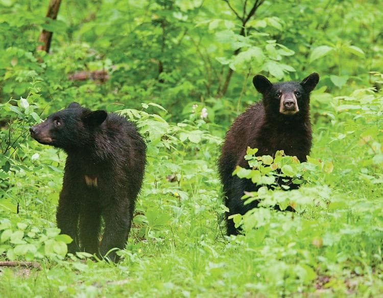 Autism acceptance bear family standing together in a forest